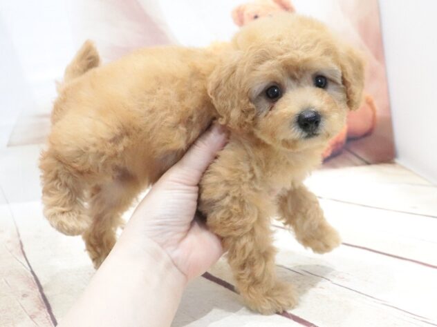 大阪府のトイプードル(トイ) (アミーゴ鳳店/2026年6月14日生まれ/女の子/アプリコット)の子犬の4枚目の画像