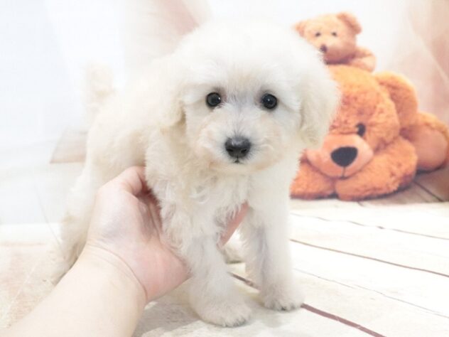 大阪府のトイプードル(トイ) (アミーゴ鳳店/2026年6月14日生まれ/女の子/ホワイト)の子犬の2枚目の画像