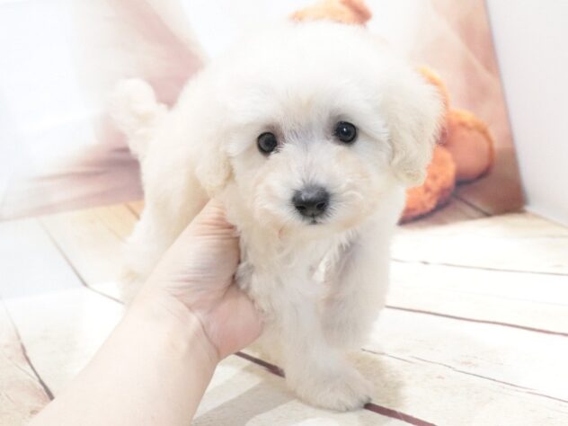 大阪府のトイプードル(トイ) (アミーゴ鳳店/2026年6月14日生まれ/女の子/ホワイト)の子犬の3枚目の画像