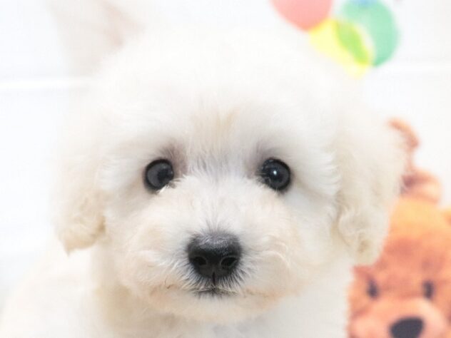 大阪府のトイプードル(トイ) (アミーゴ鳳店/2026年6月14日生まれ/女の子/ホワイト)の子犬の4枚目の画像