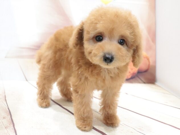 大阪府のトイプードル(トイ) (アミーゴ鳳店/2026年5月13日生まれ/男の子/オレンジフォーン)の子犬の2枚目の画像