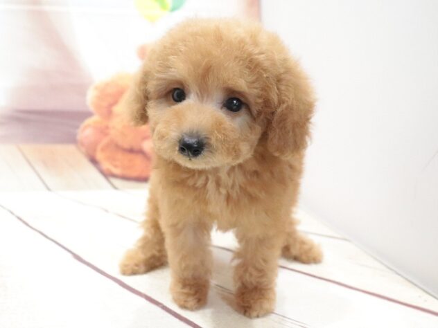 大阪府のトイプードル(トイ) (アミーゴ鳳店/2026年5月13日生まれ/男の子/オレンジフォーン)の子犬の3枚目の画像