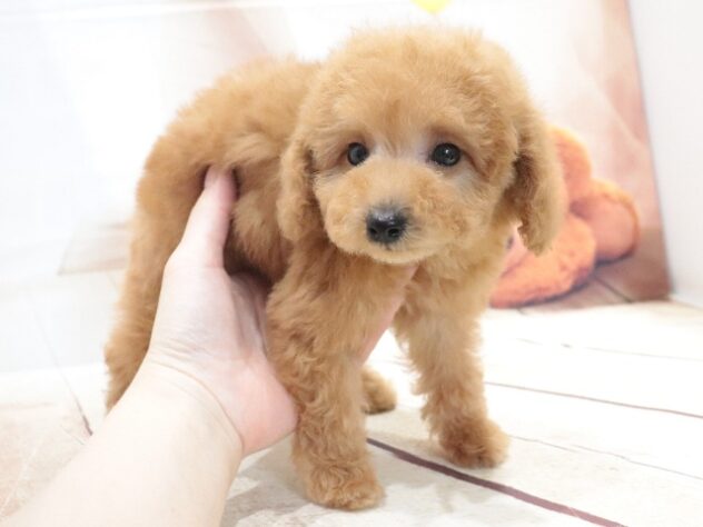 大阪府のトイプードル(トイ) (アミーゴ鳳店/2026年5月13日生まれ/男の子/オレンジフォーン)の子犬の4枚目の画像