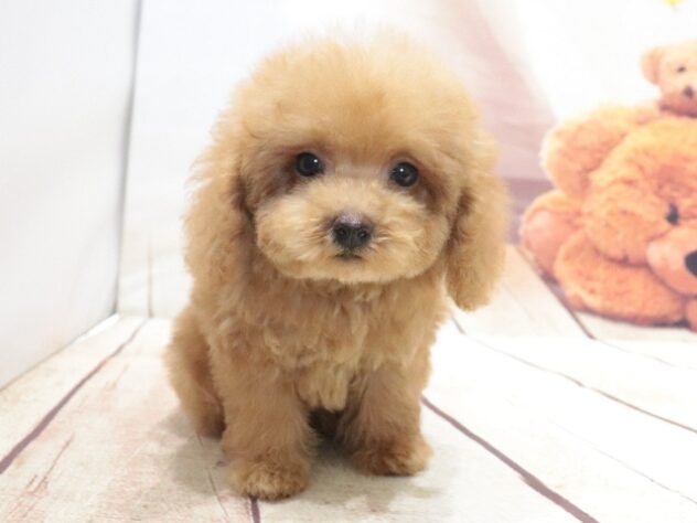 大阪府のトイプードル(トイ) (アミーゴ鳳店/2026年6月17日生まれ/男の子/オレンジフォーン)の子犬の2枚目の画像