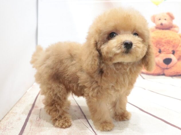 大阪府のトイプードル(トイ) (アミーゴ鳳店/2026年6月17日生まれ/男の子/オレンジフォーン)の子犬の3枚目の画像