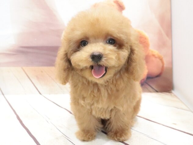 大阪府のトイプードル(トイ) (アミーゴ鳳店/2026年6月17日生まれ/男の子/オレンジフォーン)の子犬の4枚目の画像