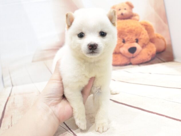 大阪府の豆柴 (アミーゴ鳳店/2026年6月21日生まれ/女の子/白)の子犬の3枚目の画像