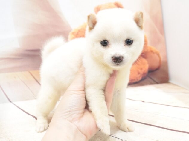大阪府の豆柴 (アミーゴ鳳店/2026年6月21日生まれ/女の子/白)の子犬の4枚目の画像