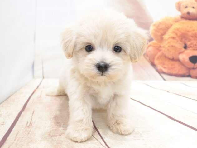 大阪府のハーフ犬・ミックス犬 (アミーゴ鳳店/2026年6月22日生まれ/男の子/クリーム)の子犬の2枚目の画像