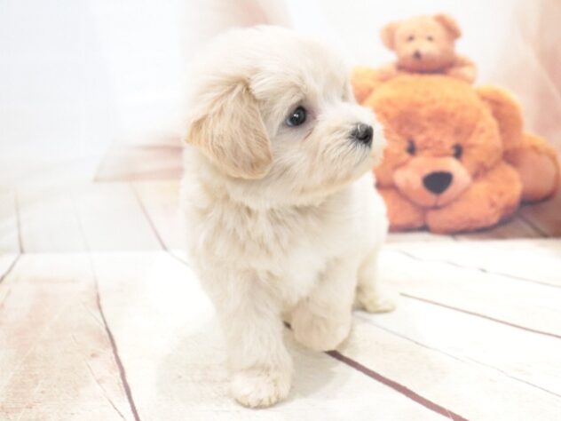 大阪府のハーフ犬・ミックス犬 (アミーゴ鳳店/2026年6月22日生まれ/男の子/クリーム)の子犬の3枚目の画像
