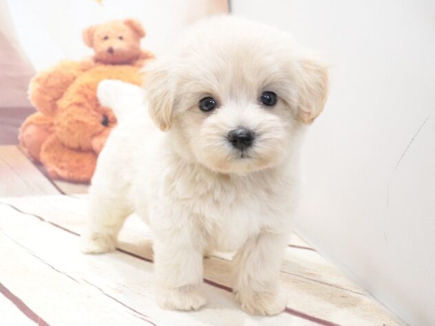 大阪府のハーフ犬・ミックス犬 (アミーゴ鳳店/2026年6月22日生まれ/男の子/クリーム)の子犬の4枚目の画像