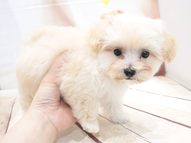 大阪府のハーフ犬・ミックス犬 (アミーゴ鳳店/2026年6月20日生まれ/男の子/クリーム)の子犬の2枚目の画像