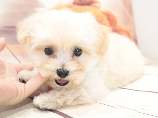 大阪府のハーフ犬・ミックス犬 (アミーゴ鳳店/2026年6月20日生まれ/男の子/クリーム)の子犬の3枚目の画像