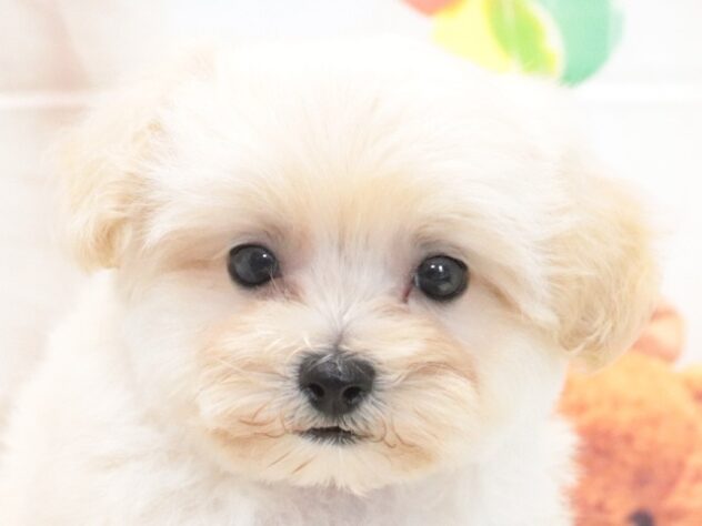 大阪府のハーフ犬・ミックス犬 (アミーゴ鳳店/2026年6月20日生まれ/男の子/クリーム)の子犬の4枚目の画像