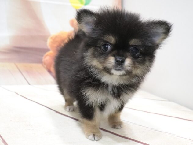大阪府のポメラニアン (アミーゴ鳳店/2026年6月20日生まれ/男の子/ブラックタン)の子犬の2枚目の画像