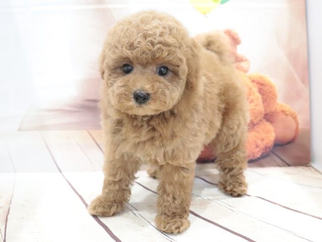 大阪府のトイプードル(トイ) (アミーゴ鳳店/2026年6月22日生まれ/女の子/レッド)の子犬の3枚目の画像
