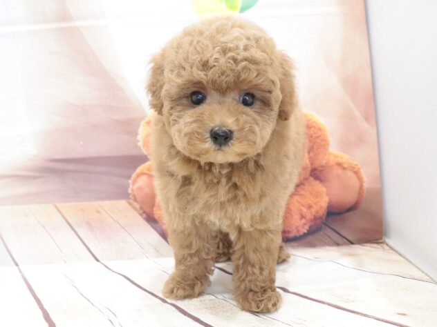 大阪府のトイプードル(トイ) (アミーゴ鳳店/2026年6月22日生まれ/女の子/レッド)の子犬の4枚目の画像