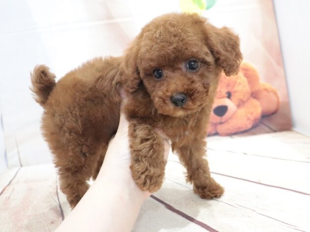 大阪府のトイプードル(トイ) (アミーゴ鳳店/2026年6月19日生まれ/男の子/レッド)の子犬の2枚目の画像