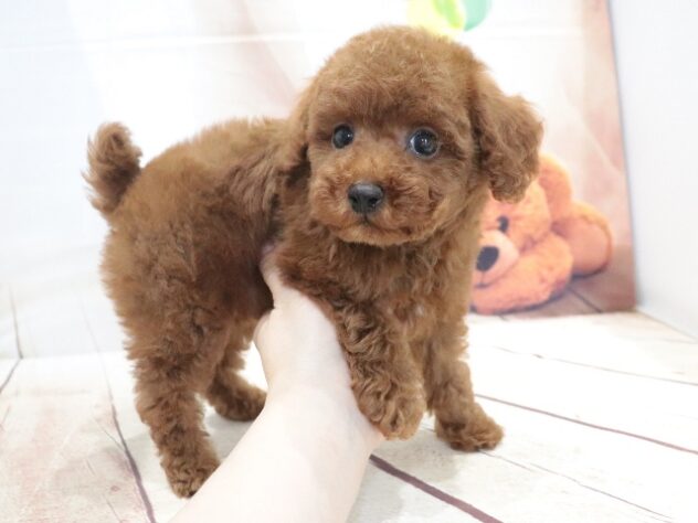 大阪府のトイプードル(トイ) (アミーゴ鳳店/2026年6月19日生まれ/男の子/レッド)の子犬の3枚目の画像