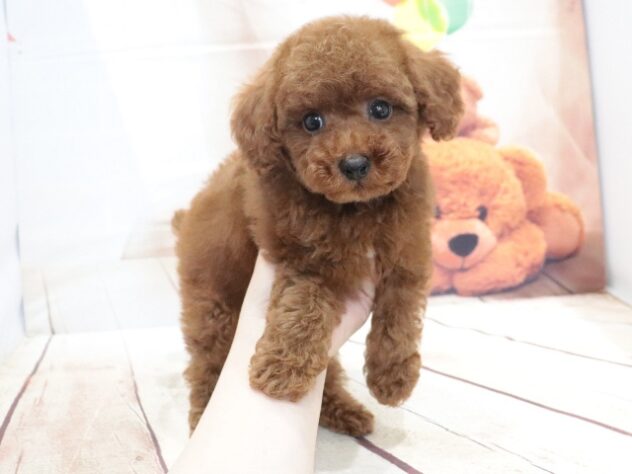 大阪府のトイプードル(トイ) (アミーゴ鳳店/2026年6月19日生まれ/男の子/レッド)の子犬の4枚目の画像