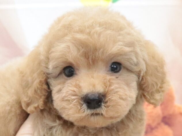 大阪府のトイプードル(トイ) (アミーゴ鳳店/2026年6月20日生まれ/男の子/アプリコット)の子犬の2枚目の画像