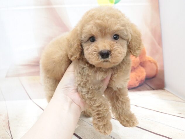 大阪府のトイプードル(トイ) (アミーゴ鳳店/2026年6月20日生まれ/男の子/アプリコット)の子犬の3枚目の画像