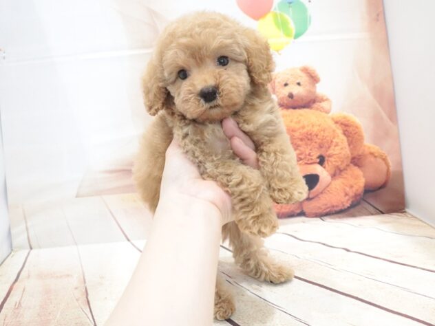 大阪府のトイプードル(トイ) (アミーゴ鳳店/2026年6月20日生まれ/男の子/アプリコット)の子犬の4枚目の画像
