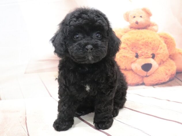 大阪府のハーフ犬・ミックス犬 (アミーゴ鳳店/2026年6月24日生まれ/女の子/ブラック)の子犬の2枚目の画像