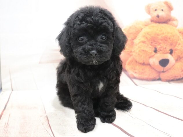 大阪府のハーフ犬・ミックス犬 (アミーゴ鳳店/2026年6月24日生まれ/女の子/ブラック)の子犬の3枚目の画像