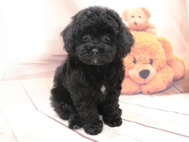大阪府のハーフ犬・ミックス犬 (アミーゴ鳳店/2026年6月24日生まれ/女の子/ブラック)の子犬の4枚目の画像