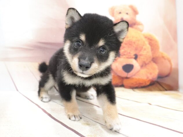 大阪府の豆柴 (アミーゴ鳳店/2026年6月29日生まれ/男の子/黒)の子犬の2枚目の画像
