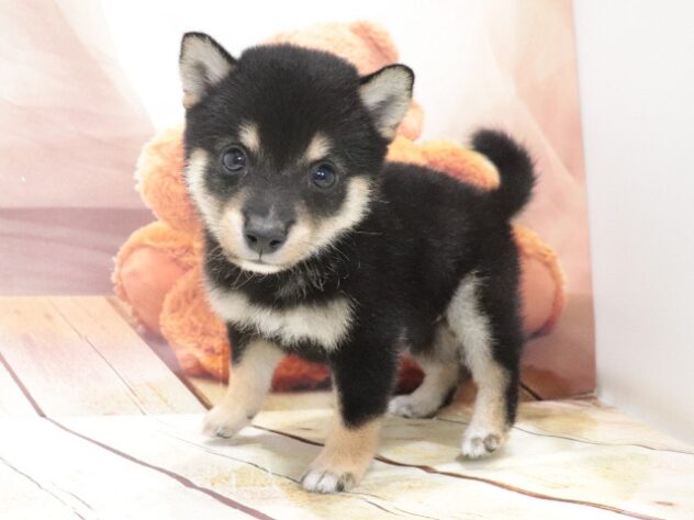 大阪府の豆柴 (アミーゴ鳳店/2026年6月29日生まれ/男の子/黒)の子犬の3枚目の画像