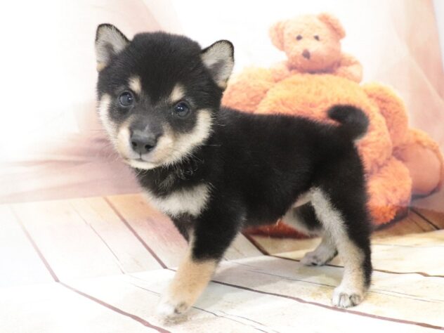 大阪府の豆柴 (アミーゴ鳳店/2026年6月29日生まれ/男の子/黒)の子犬の4枚目の画像