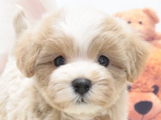 大阪府のハーフ犬・ミックス犬 (アミーゴ鳳店/2026年6月28日生まれ/男の子/アプリコット)の子犬の2枚目の画像