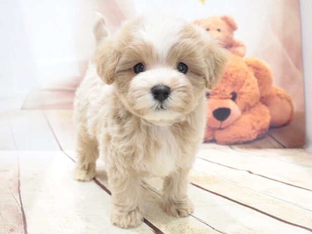 大阪府のハーフ犬・ミックス犬 (アミーゴ鳳店/2026年6月28日生まれ/男の子/アプリコット)の子犬の3枚目の画像