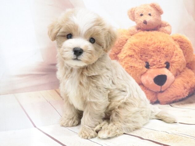 大阪府のハーフ犬・ミックス犬 (アミーゴ鳳店/2026年6月28日生まれ/男の子/アプリコット)の子犬の4枚目の画像