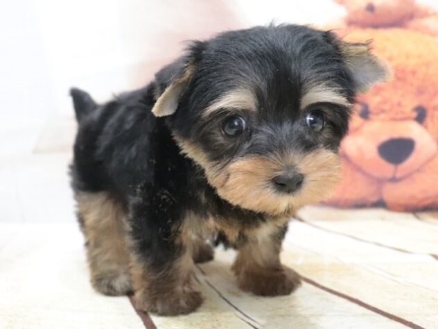 大阪府のヨークシャーテリア (アミーゴ鳳店/2026年6月29日生まれ/女の子/スチールブルータン)の子犬の2枚目の画像