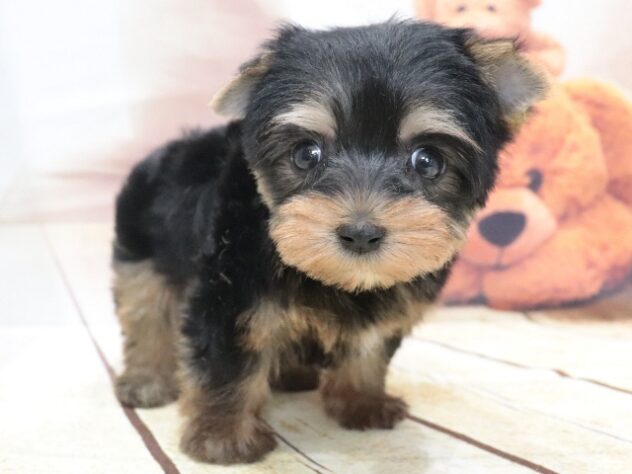 大阪府のヨークシャーテリア (アミーゴ鳳店/2026年6月29日生まれ/女の子/スチールブルータン)の子犬の4枚目の画像