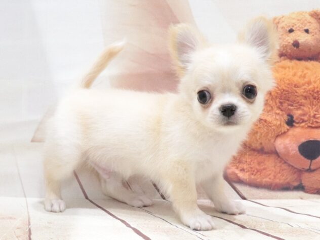 大阪府のチワワ(ロング) (アミーゴ鳳店/2026年6月23日生まれ/男の子/クリームホワイト)の子犬の2枚目の画像