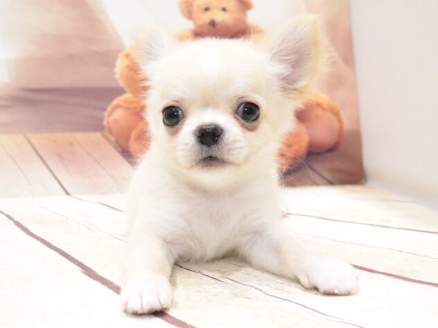 大阪府のチワワ(ロング) (アミーゴ鳳店/2026年6月23日生まれ/男の子/クリームホワイト)の子犬の4枚目の画像