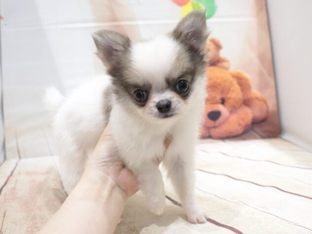 大阪府のチワワ(ロング) (アミーゴ鳳店/2026年6月25日生まれ/男の子/レッドホワイト)の子犬の2枚目の画像