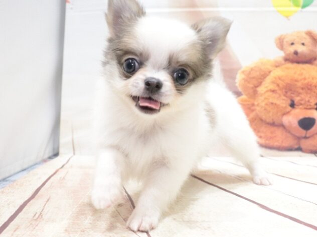 大阪府のチワワ(ロング) (アミーゴ鳳店/2026年6月25日生まれ/男の子/レッドホワイト)の子犬の4枚目の画像