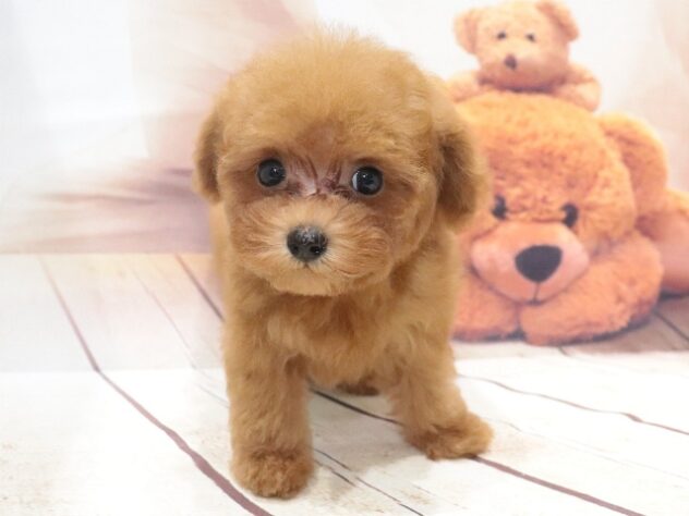 大阪府のトイプードル(トイ) (アミーゴ鳳店/2026年6月30日生まれ/男の子/レッドフォーン)の子犬の2枚目の画像
