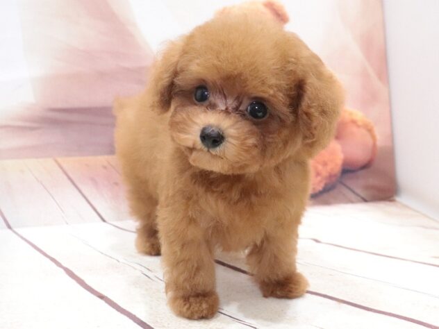 大阪府のトイプードル(トイ) (アミーゴ鳳店/2026年6月30日生まれ/男の子/レッドフォーン)の子犬の4枚目の画像