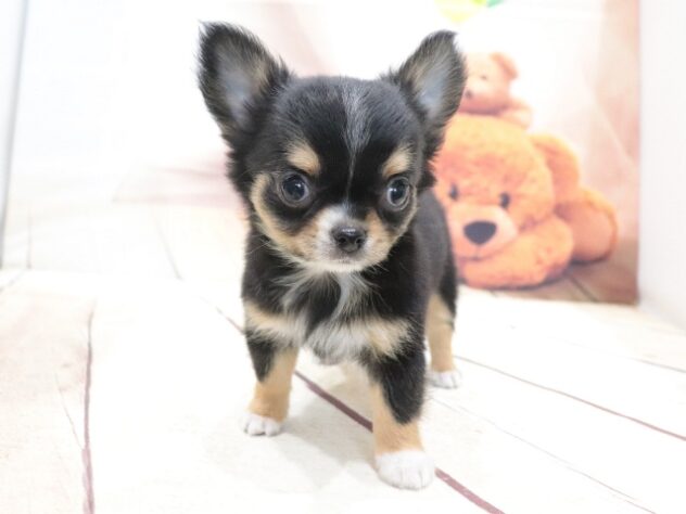 大阪府のチワワ(ロング) (アミーゴ鳳店/2026年6月8日生まれ/男の子/ブラックタンホワイト)の子犬の3枚目の画像