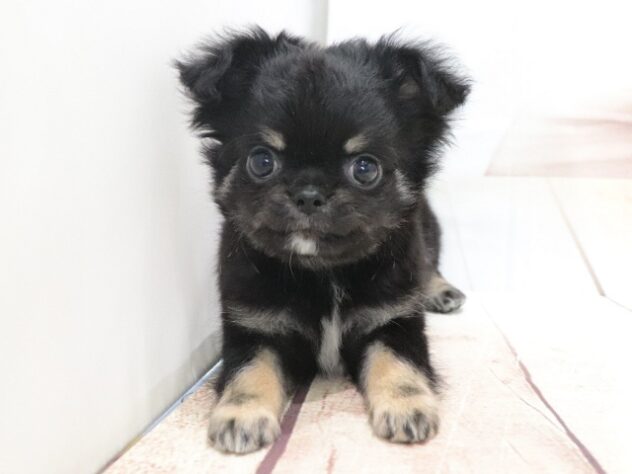 大阪府のチワワ(ロング) (アミーゴ鳳店/2026年6月9日生まれ/男の子/ブラックタンホワイト)の子犬の2枚目の画像