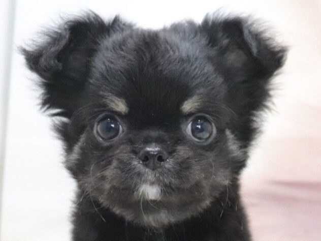 大阪府のチワワ(ロング) (アミーゴ鳳店/2026年6月9日生まれ/男の子/ブラックタンホワイト)の子犬の3枚目の画像