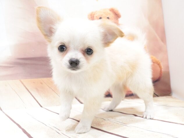 大阪府のチワワ(ロング) (アミーゴ鳳店/2026年6月8日生まれ/女の子/クリーム)の子犬の2枚目の画像