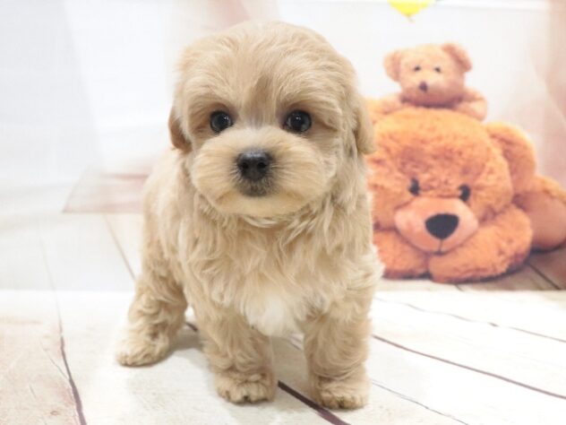 大阪府のハーフ犬・ミックス犬 (アミーゴ鳳店/2026年6月7日生まれ/男の子/クリーム)の子犬の2枚目の画像