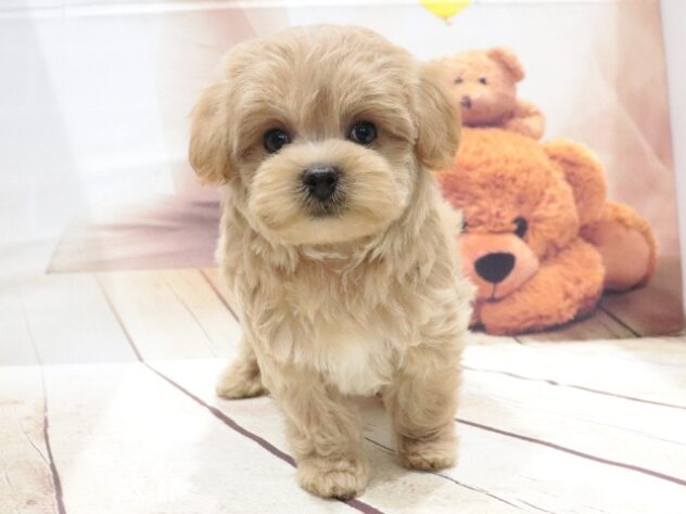 大阪府のハーフ犬・ミックス犬 (アミーゴ鳳店/2026年6月7日生まれ/男の子/クリーム)の子犬の3枚目の画像